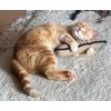 Pour les chats aussi 