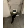 Katzenklappe