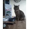 minouche