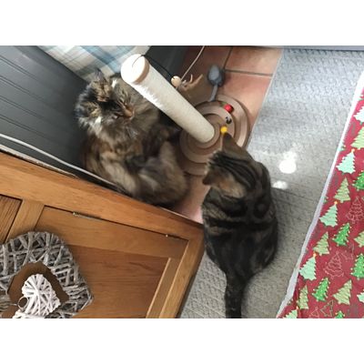 New scratch post