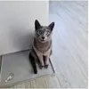 Where is my food