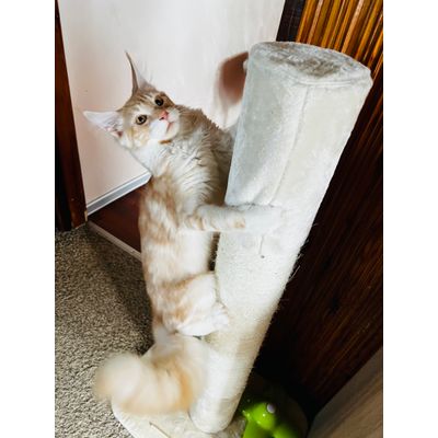 Simba i drapak