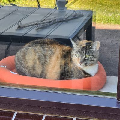 Relaxe Dodgie
