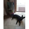 Garo