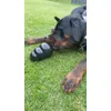 Cooper and the Kong 