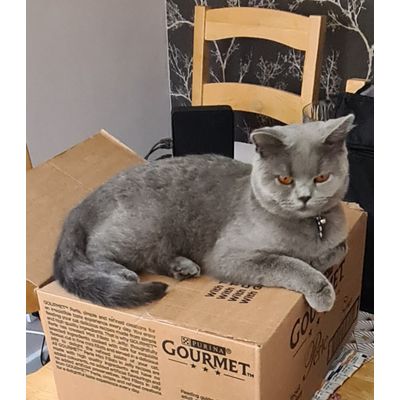 Purrlensky guarding her food