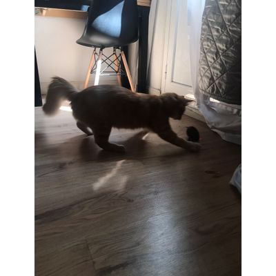 Ratoncito Wild