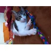 Descansando con su juguete favorito