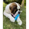 Rumy loves his toy from the very first time