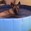 Dog Pool keep cool