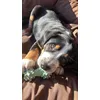 Balu und seinen Knochen 