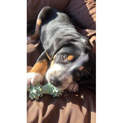 Balu und seinen Knochen