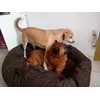 Asha si Paco