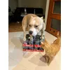Rocco jest tylko moje
