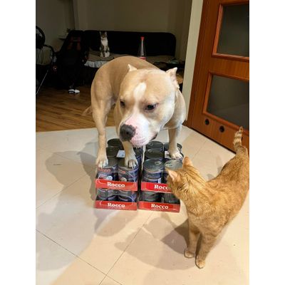 Rocco jest tylko moje