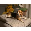 Sofa-Hunde-Decke