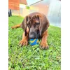 Chuckit Ultra Squeaker Ball