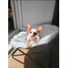 sun lounger
