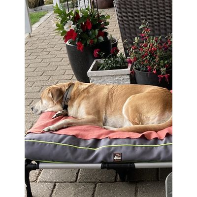 Min hund er meget glad for sengen