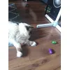 Milo 