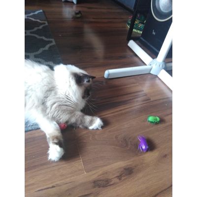 Milo
