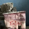 My Kitten likes it