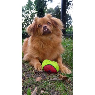 Het lievelingsspeeltje van mijn hondje