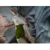 Podenco Ibicenco de 4 mois 