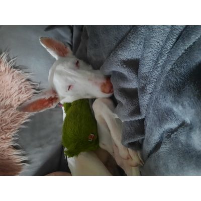 Podenco Ibicenco de 4 mois