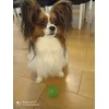 Louie with his ball