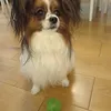 Louie with his ball