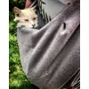 Blije MaineCoon in draagtas