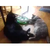 jeu