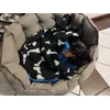 Pippi new bed