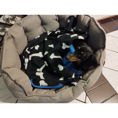 Pippi new bed