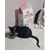 Royal Canin Kitten