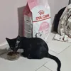 Royal Canin Kitten