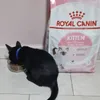 Royal Canin Kitten