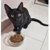 Royal Canin Kitten