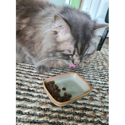 Jax eet en verdraagt dit goed