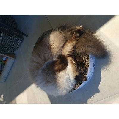 Floki