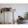 Cats on the tree