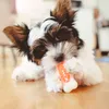my 3 months old Biewer loves it