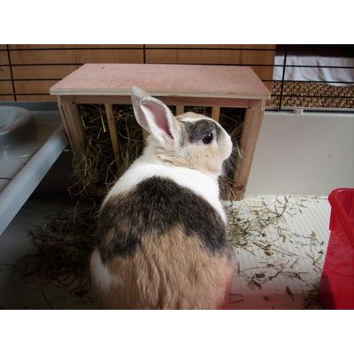Ma lapine et son nouveau râtelier