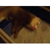 Fufu fait dodo dans sa litière