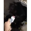 Choco non smetterebbe mai di mangiarla