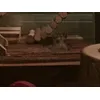 Hamster checking out his new home