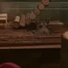 Hamster checking out his new home