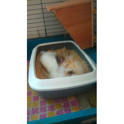 litière pour le lapin