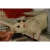 Sehr beliebt bei Ratten